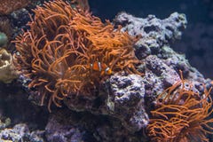 Orange Bubble-tip Anemone and Little Clownfish inside Aquarium stock images Orange Bubble-tip Anemone and Little Clownfish inside Aquarium stock images