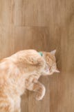 Orange cat american short hair sleeping Royalty Free Stock Photo Orange cat american short hair sleeping Royalty Free Stock Photo
