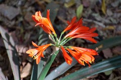 Orange clivia in Pretoria, South Africa stock photography Orange clivia in Pretoria, South Africa stock photography