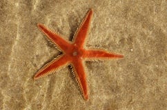 Orange Comb Starfish under water - Astropecten sp. royalty free stock photo Orange Comb Starfish under water - Astropecten sp. royalty free stock photo