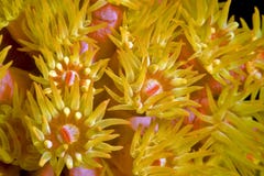 Orange cup corals