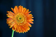 Orange Daisy Flower Gerbera Close Up sikt på mörk bakgrund arkivbilder Orange Daisy Flower Gerbera Close Up sikt på mörk bakgrund arkivbilder