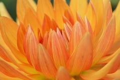 Orange Flower Stock Image Orange Flower Stock Image