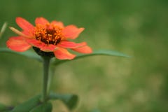 Orange Flower Blurred Green Background Royalty Free Stock Photography Orange Flower Blurred Green Background Royalty Free Stock Photography