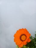 Orange flower and green leaves. Orange flower of crysanthemus and green leaves in the garden in spring Stock Image Orange flower and green leaves. Orange flower of crysanthemus and green leaves in the garden in spring Stock Image