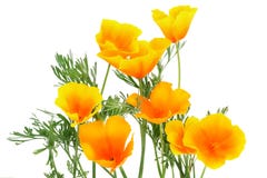 Orange Flower-spark Stock Photos