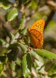 Silverwashed Fritillary Butterfly on oak leaves Royalty Free Stock Photos Silverwashed Fritillary Butterfly on oak leaves Royalty Free Stock Photos