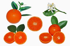 Orange fruit isolated on white background stock photos Orange fruit isolated on white background stock photos