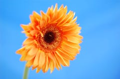 Orange Gerbera royalty free stock photo