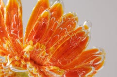 Orange Gerbera Royalty Free Stock Photography
