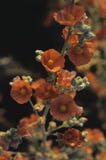 Orange Globe Mallow at Sunset royalty free stock photo Orange Globe Mallow at Sunset royalty free stock photo