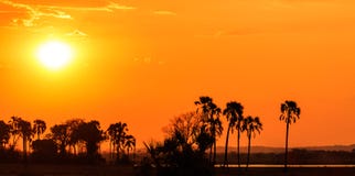 Orange Glow Sunset In A Palm Trees Landscape Stock Photography Orange Glow Sunset In A Palm Trees Landscape Stock Photography