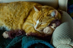 Orange kattkel med den förtjusande sockaapan arkivfoto Orange kattkel med den förtjusande sockaapan arkivfoto