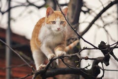 Orange kitten standing at the top of the tree Stock Photography Orange kitten standing at the top of the tree Stock Photography