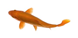 Orange Koi Fish, Cyprinus Carpio, Studio Shot Royalty Free Stock Images Orange Koi Fish, Cyprinus Carpio, Studio Shot Royalty Free Stock Images
