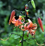 Orange Lilies in a drops of water after rain stock images Orange Lilies in a drops of water after rain stock images