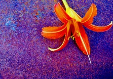 Orange lilja, oskarp texturerad yttersida Orange lilja, oskarp texturerad yttersida