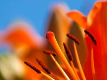 Orange Lily Royalty Free Stock Photo