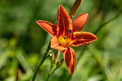 Orange lily blooming in the early summer sun. stock photos Orange lily blooming in the early summer sun. stock photos