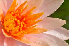 Orange Lotus Stock Image Orange Lotus Stock Image