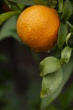 Orange mogna på träd med regndroppar i marockansk trädgård royaltyfri foto Orange mogna på träd med regndroppar i marockansk trädgård royaltyfri foto