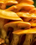 Orange Mushrooms that glow in the dark after a heavy rain royalty free stock photos Orange Mushrooms that glow in the dark after a heavy rain royalty free stock photos