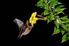 Orange nectar bat, Lonchophylla robusta, flying bat in dark night. Nocturnal animal in fly with yellow feed flower. Wildlife actio stock photography Orange nectar bat, Lonchophylla robusta, flying bat in dark night. Nocturnal animal in fly with yellow feed flower. Wildlife actio stock photography
