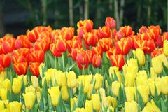 Orange och gula blommor som blommar bakgrund, tulpan blommar på Chiang Mai Flower Festival av Thailand som rymms i Februari av va royaltyfri bild Orange och gula blommor som blommar bakgrund, tulpan blommar på Chiang Mai Flower Festival av Thailand som rymms i Februari av va royaltyfri bild