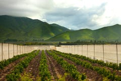 Orange orchards at Elqui Valley royalty free stock photos Orange orchards at Elqui Valley royalty free stock photos