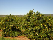 Orange plantations on the Algarve coast in Portugal Lagos, Faro, Albufeira, Loulé, royalty free stock photos Orange plantations on the Algarve coast in Portugal Lagos, Faro, Albufeira, Loulé, royalty free stock photos