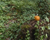 Orange pumpasammanträde på en stubbe i skogen med ormbunkar och murgrönan som omger den royaltyfria bilder Orange pumpasammanträde på en stubbe i skogen med ormbunkar och murgrönan som omger den royaltyfria bilder