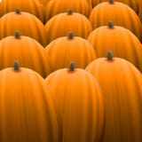 Orange Pumpkin Field Orange Pumpkin Field