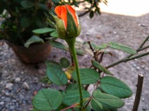 The orange Rose stock photo The orange Rose stock photo