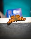 Orange spotted butterfly sitting on the furniture indoors royalty free stock photo Orange spotted butterfly sitting on the furniture indoors royalty free stock photo