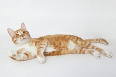 Orange tabby cat lying on the white. Background Royalty Free Stock Photography Orange tabby cat lying on the white. Background Royalty Free Stock Photography