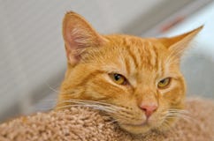 Orange tabby cat with pink nose laying on bed. Nest to window Stock Photography Orange tabby cat with pink nose laying on bed. Nest to window Stock Photography