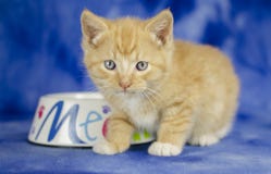 Orange Tabby Kitten på blå bakgrund arkivbilder Orange Tabby Kitten på blå bakgrund arkivbilder