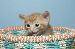 Orange tabby kitten 4 weeks old sitting in multi colored basket stock photos Orange tabby kitten 4 weeks old sitting in multi colored basket stock photos