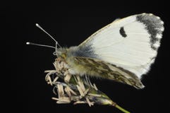 Orange Tip Butterfly royalty free stock images Orange Tip Butterfly royalty free stock images