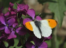 Orange Tip Butterfly Stock Images Orange Tip Butterfly Stock Images