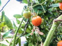 Orange tomatoes on the tree stock image Orange tomatoes on the tree stock image