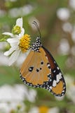 Orange tropical butterfly on a flower stock photos Orange tropical butterfly on a flower stock photos