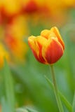 Orange tulips royalty free stock photo