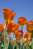 Orange Tulips Royalty Free Stock Photography