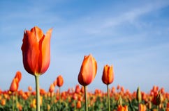 Orange Tulips In The Morning Stock Images