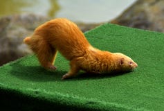 An orange wanton polecat doing tricks stock photos An orange wanton polecat doing tricks stock photos