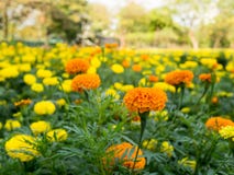 Orange and yellow marigold flowers or zinnia flower blooming in garden. Stock Images Orange and yellow marigold flowers or zinnia flower blooming in garden. Stock Images