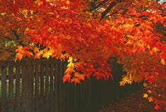 A brilliantly colored maple in Fall leans over a fence i stock photography A brilliantly colored maple in Fall leans over a fence i stock photography