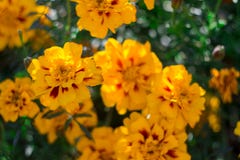 Orange, yellow and red marigold flowers at garden in hot summer autumn day royalty free stock photo Orange, yellow and red marigold flowers at garden in hot summer autumn day royalty free stock photo