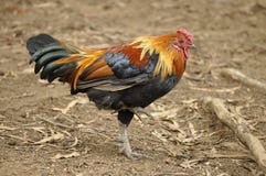 Orange and yellow rooster.